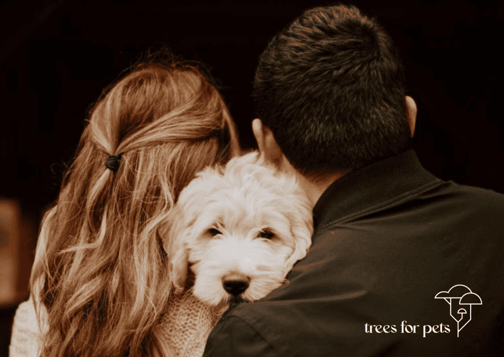 Memorial Remembrance Gifts: Tree Packages, Candles & Grove Options for Families