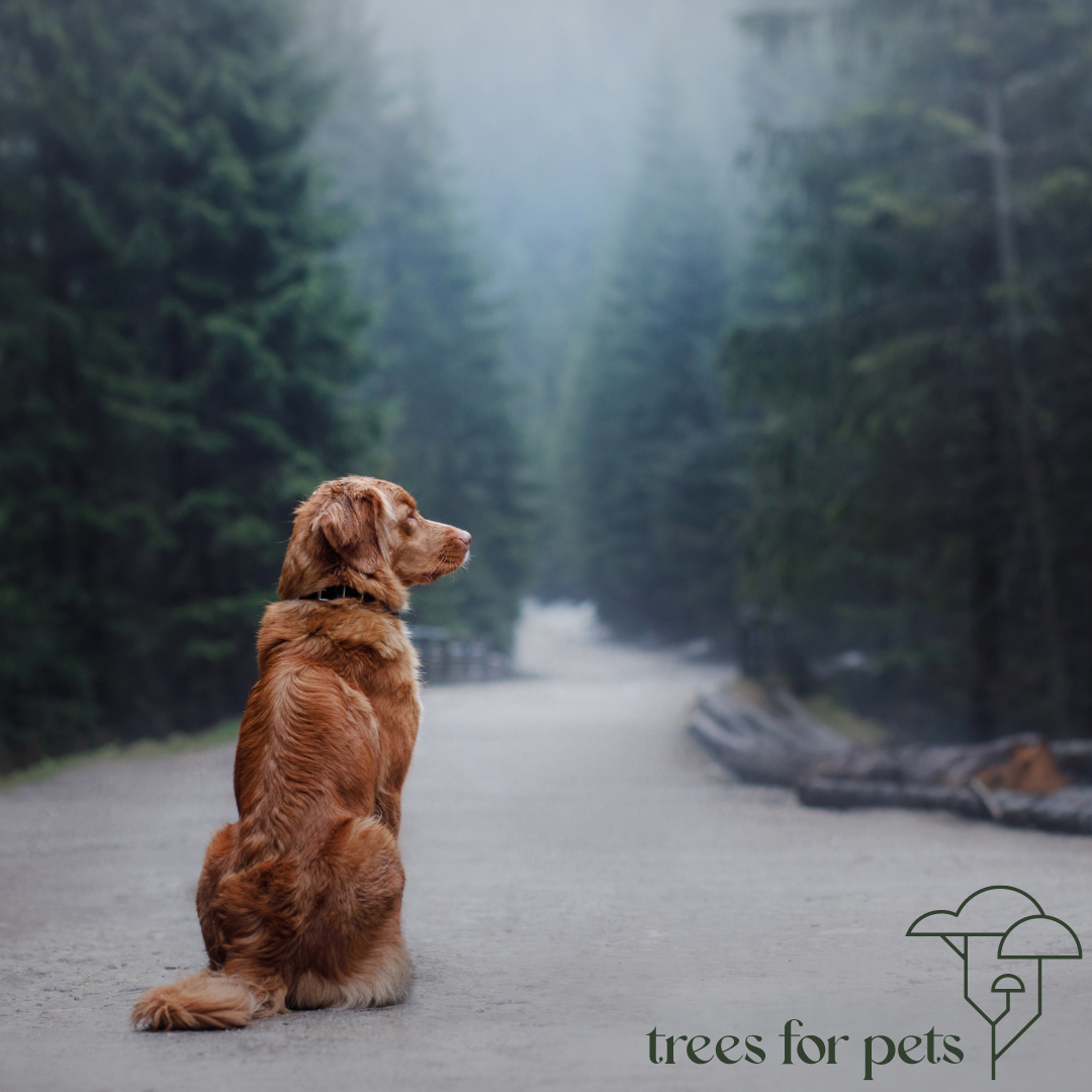 what to say after pet loss
