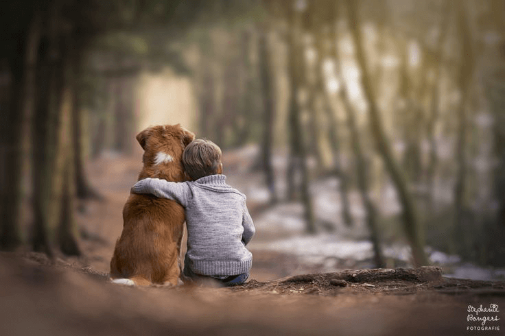 Dog Memorial Guide: Living Trees, Certificates & Personalised Tribute Options