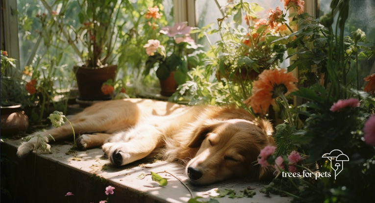 pet funeral methods