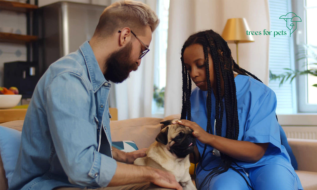 pet hospice care at home