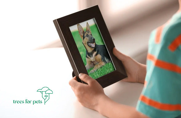 routines to help pet loss grief