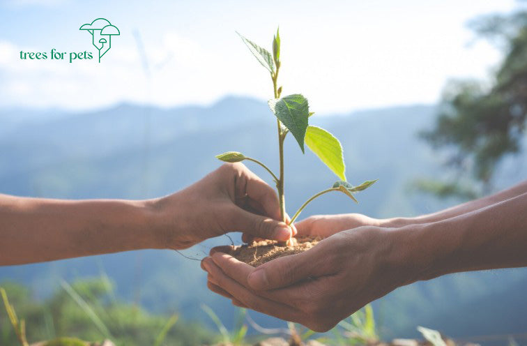 plant a tree in memory