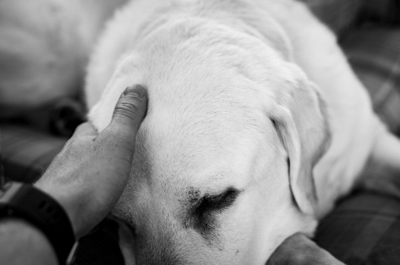 The Truth About Pet Grief (And Why Your Pain Matters)