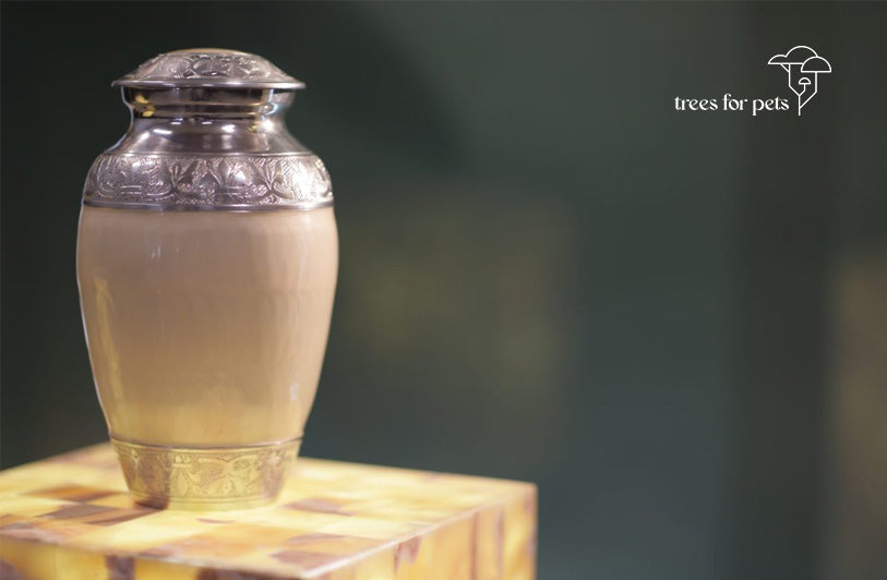 water cremation for pets