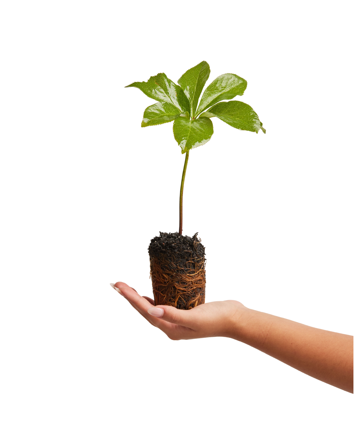 Native tree sapling for a Trees for Pets pet memorial tree gift